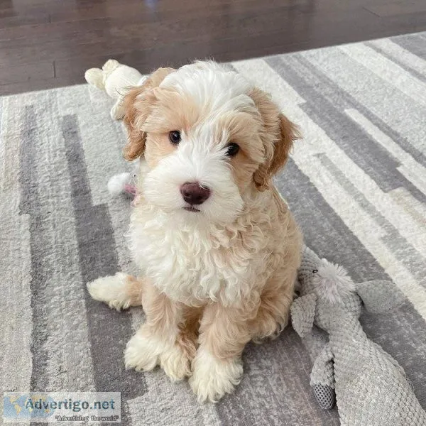GOLDENDOODLE AND LABRADOODLE KINGDOM