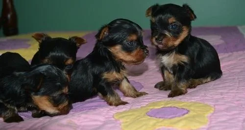Tea Cup Yorkshire Terrier Puppies For Sale
