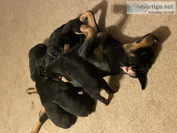 Rottweilers