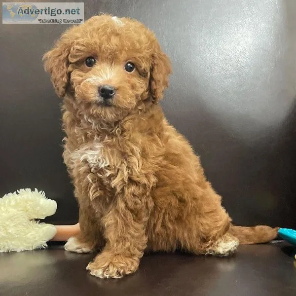 Poodle and doodle puppies
