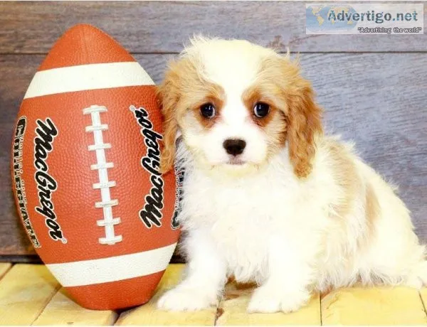 12 week Old Cavapoo puppies