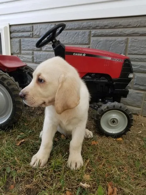 All 3 Color Labrador Retriever Puppies For Sale
