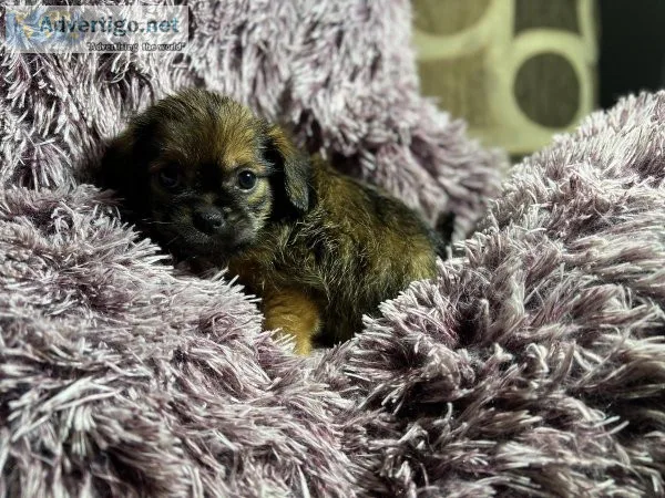 Selling Shih Tzu puppy&rsquos