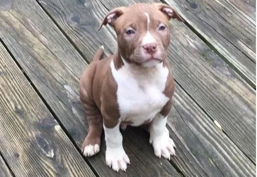 Pit bull puppy