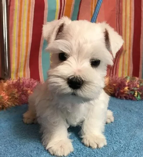 Both Miniature Schnauzer Puppies For Sale