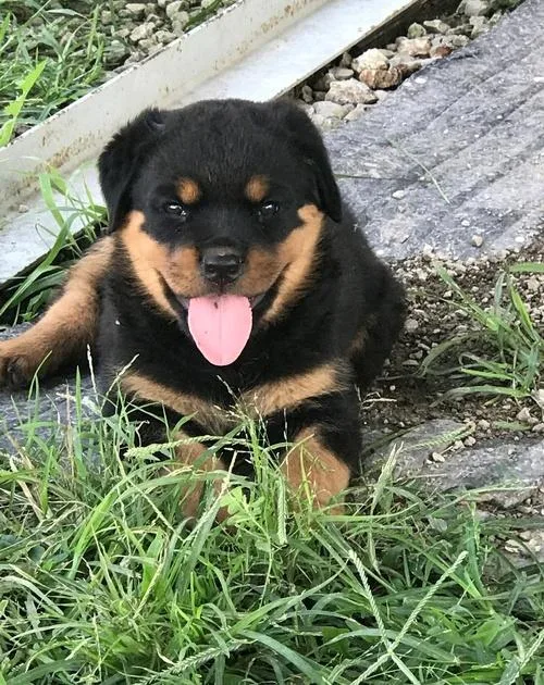 Both Akc Reg Rottweiler Puppies For Sale