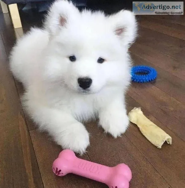 Samoyed Puppies for Rehoming