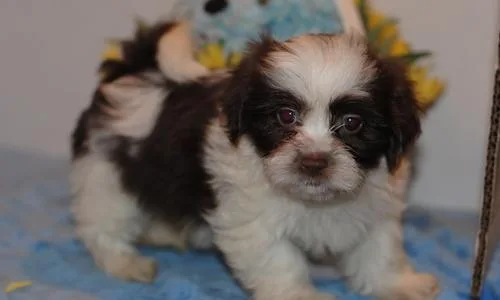 Warmhearted Havanese Puppies For Sale