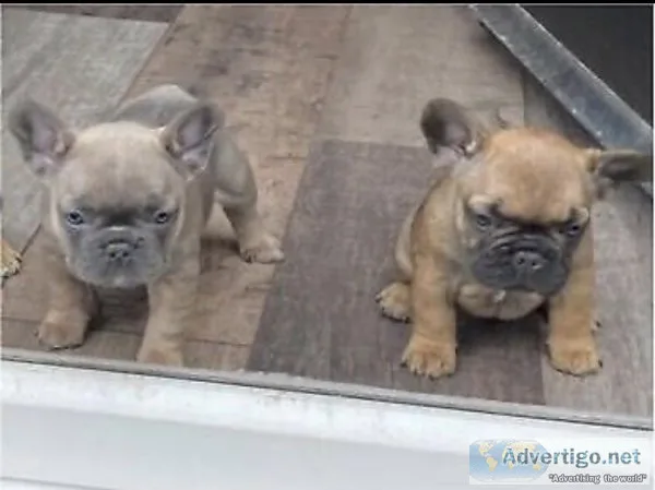 KC FRECNH BULLDOG PUPPIES (ALL ARE FEMALES)