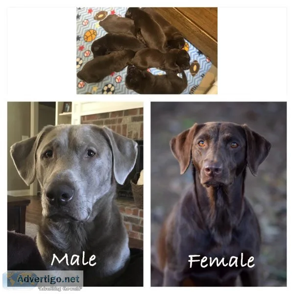 BEAUTIFUL LAB PUPPIES AKCUKC CHAMPION BLOODLINE