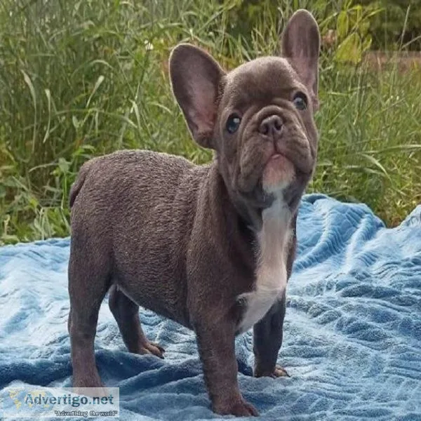 FRENCH BULLDOG PUPPY FOR SALE. Text (813) 219-4045