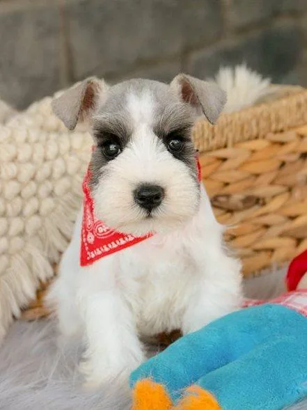 Healthy Miniature Schnauzer Puppies