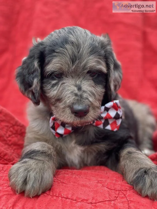 Aussiedoodle Puppies