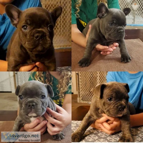 Akc French Bulldog Males