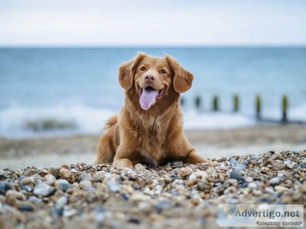 Facts about animals  pet animals  about cat and dog