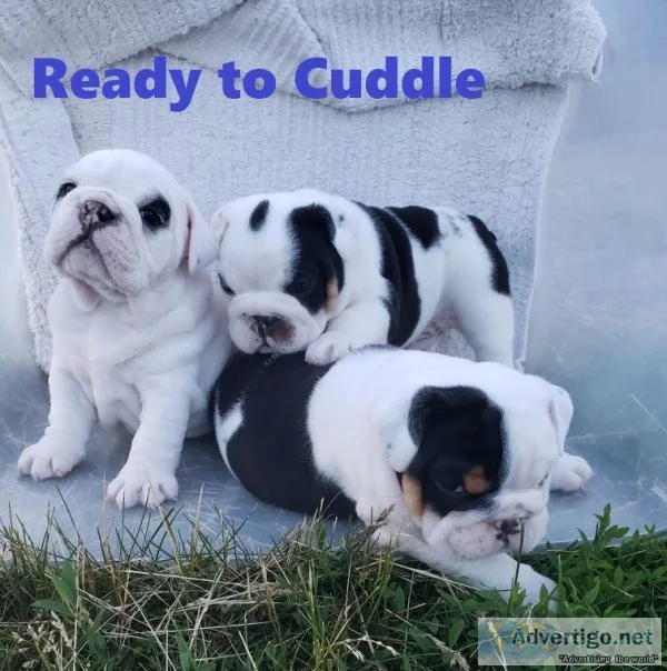 English bulldog puppies