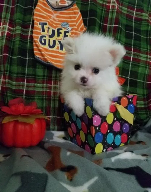 pomeranian puppies