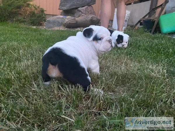 English bulldog puppies