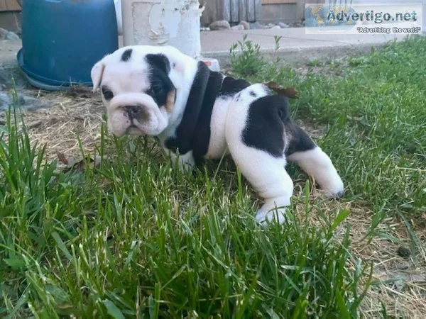 English bulldog puppies