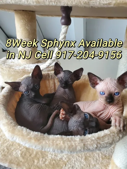 Black canadian sphynx kittens 8week old ready for pickup New Yor