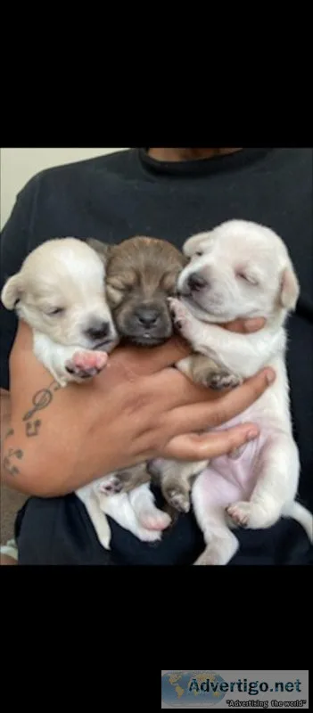 Pomeranian mix puppies