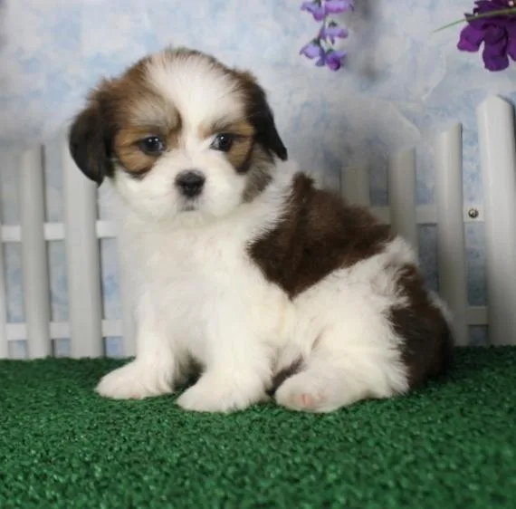 Adorable Lhasa Apso puppies