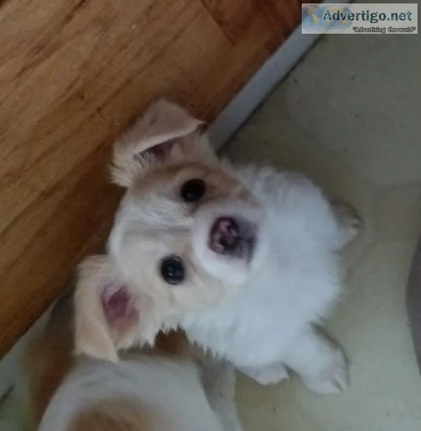 Loving puppy