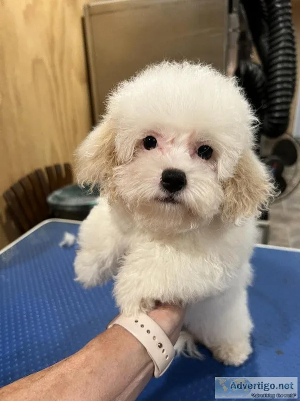 Cavapoochon puppies