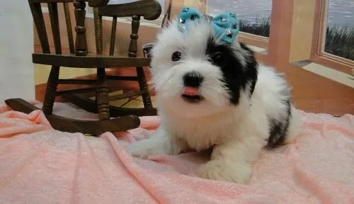 Adorable Coton De Tulear puppies ready