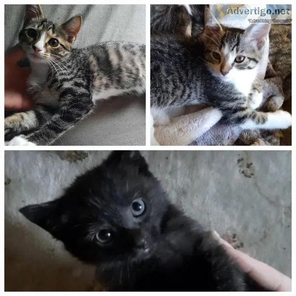 Female Kittens- Come With Food and Toys