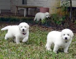 Male and female Great Pyrenees puppies
