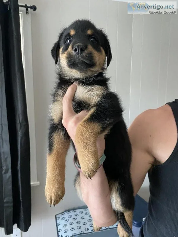 Rottsky Puppies