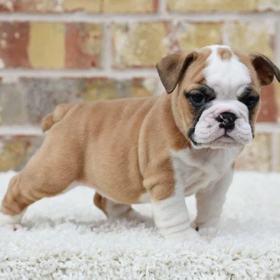 Healthy English Bulldog  Puppies For Sale.
