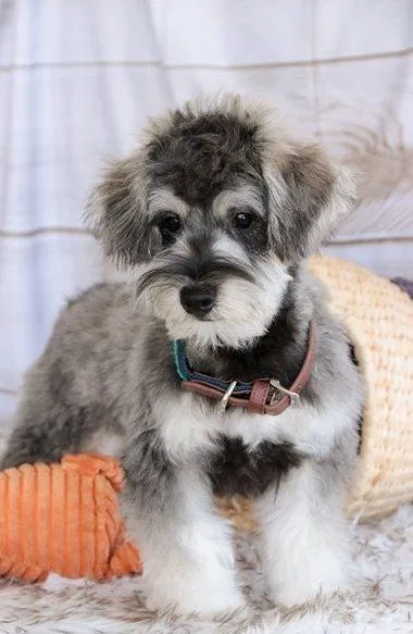 Adorable Schnoodle puppies