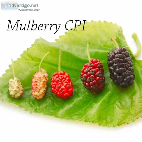 Mulberry CPI