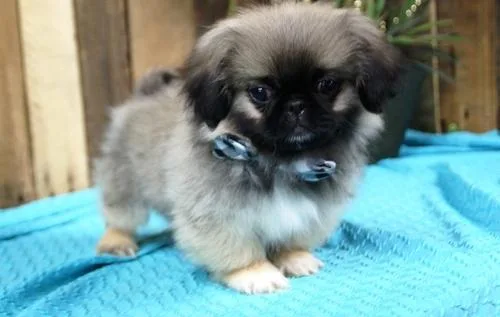 Sweet Pekingese puppies.