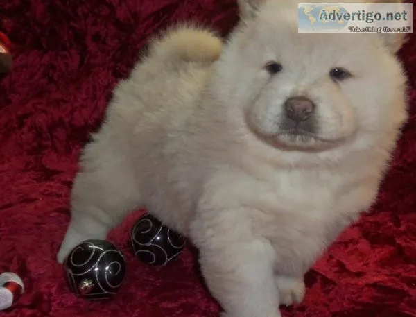 Beautiful Chow Chow puppies for sale.