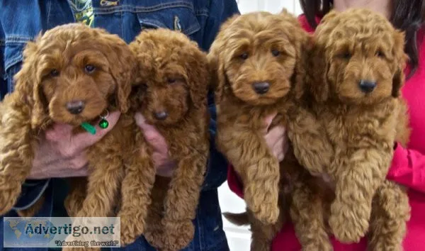 Adorable Labradoodle puppies