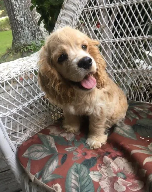 CKC Registered Cocker Spaniel Puppies
