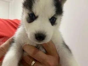 BEAUTIFUL SIBRERIAN HUSKY 200