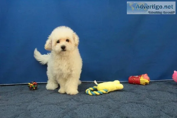 Maltapoochon Puppies