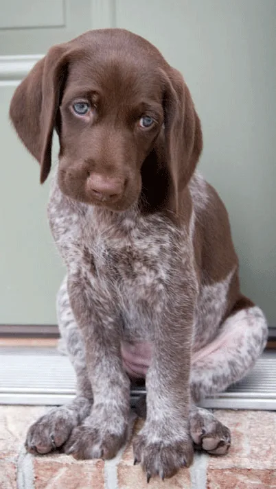 Beautiful German Shorthaired Pointer Puppies