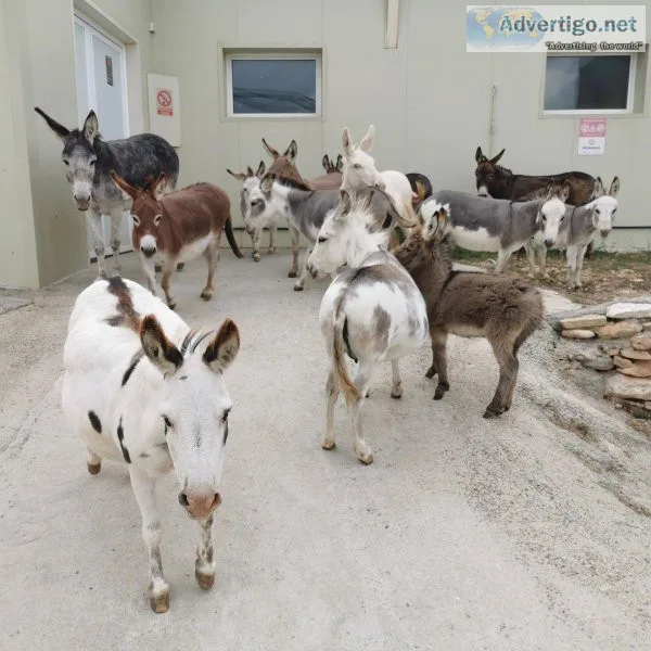Miniature Donkeys ready for their new Home
