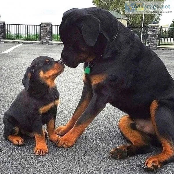 Energetic Rottweiler Puppies