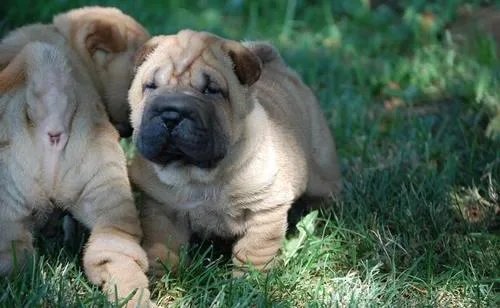 Lovely Chinese Shar-Pei puppies