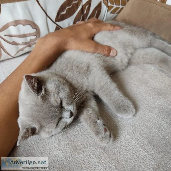 Amazing male and female Scottish fold kittens now ready for thei