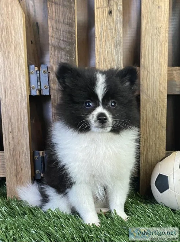 Timmy Pom