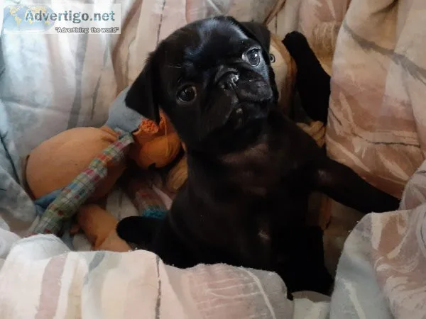 Dogs pug puppies akc & aca registered