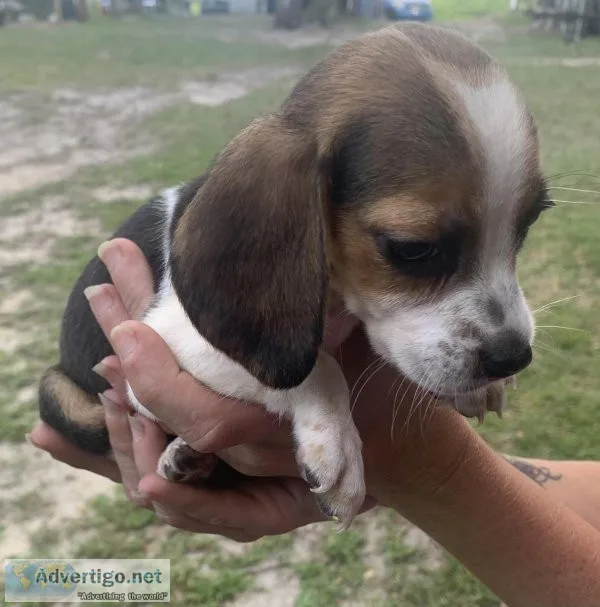 Beagle puppy&rsquos