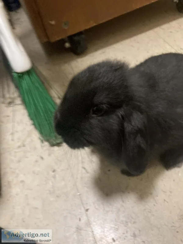 3mo. old Lop bunny